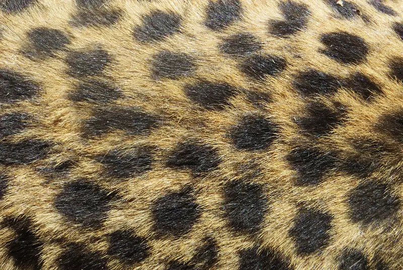 Animal Print