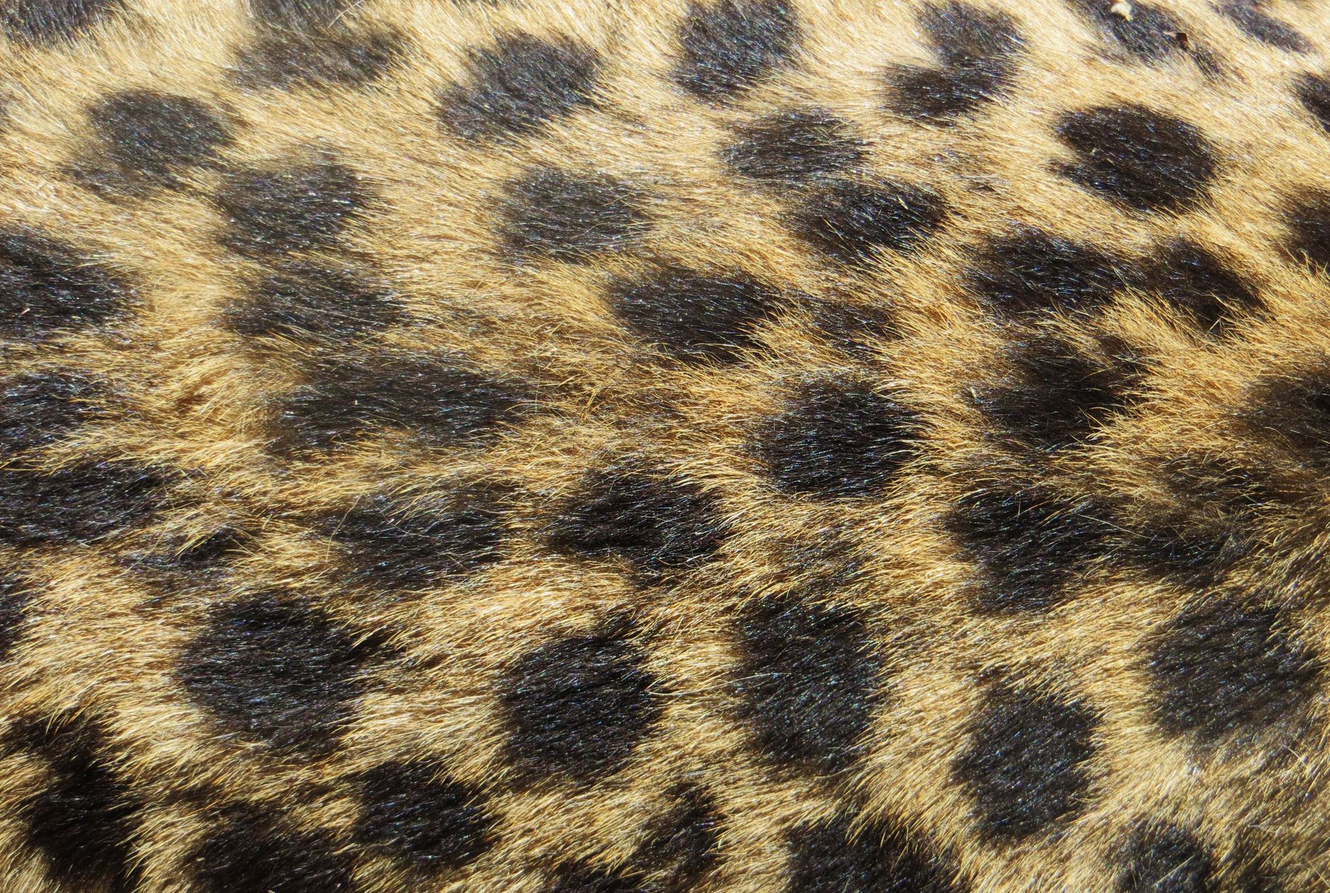 Animal Print