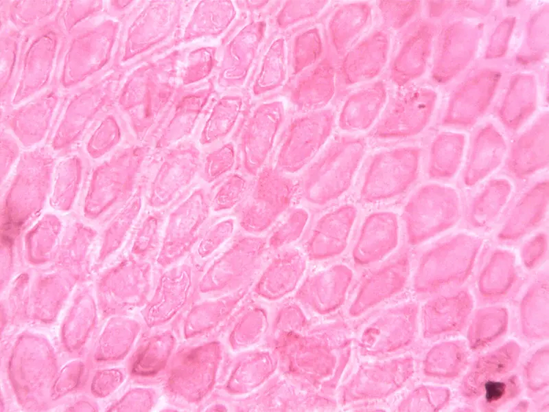 Bacteria-Derived Biopolymer