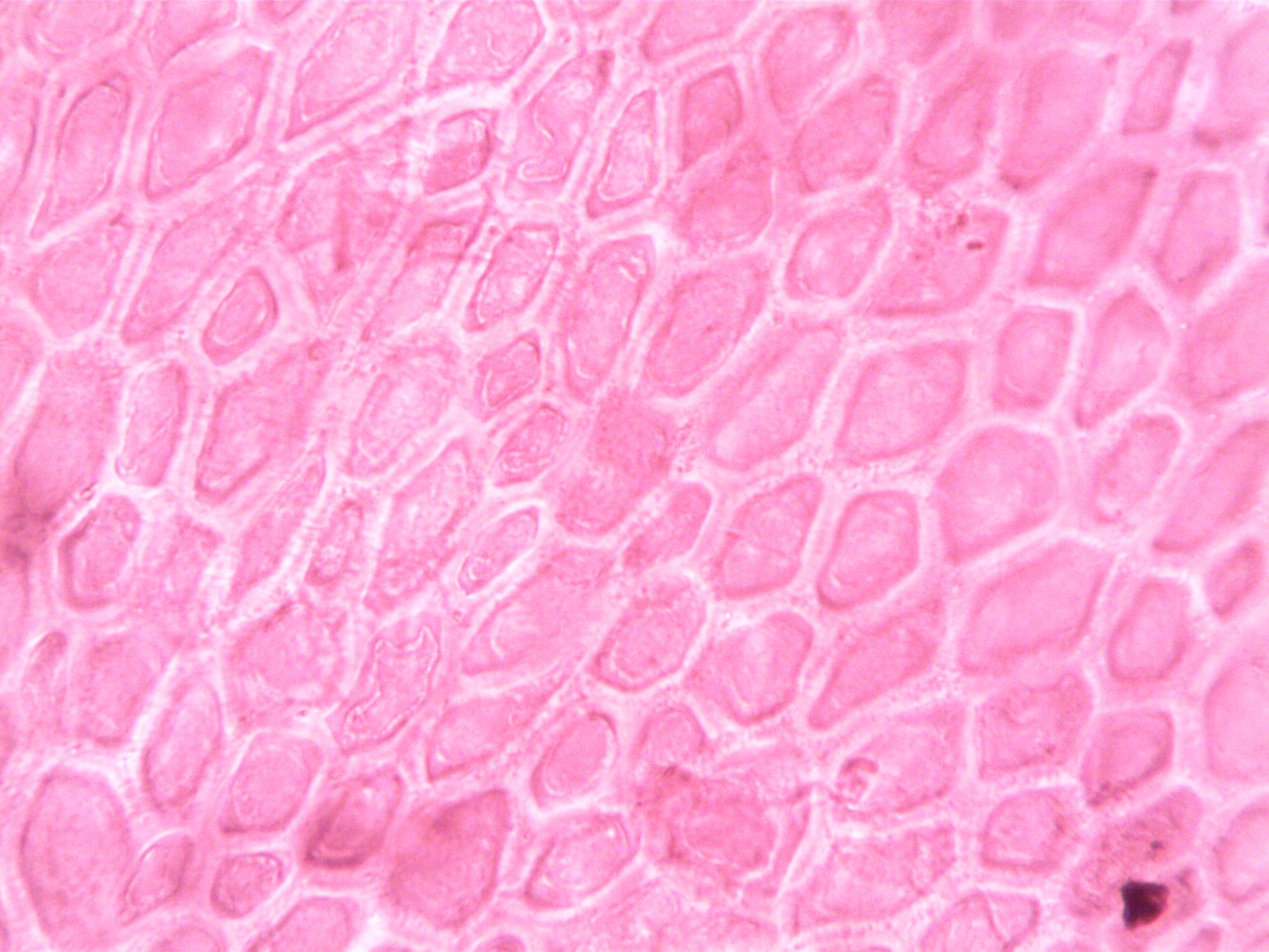 Bacteria-Derived Biopolymer