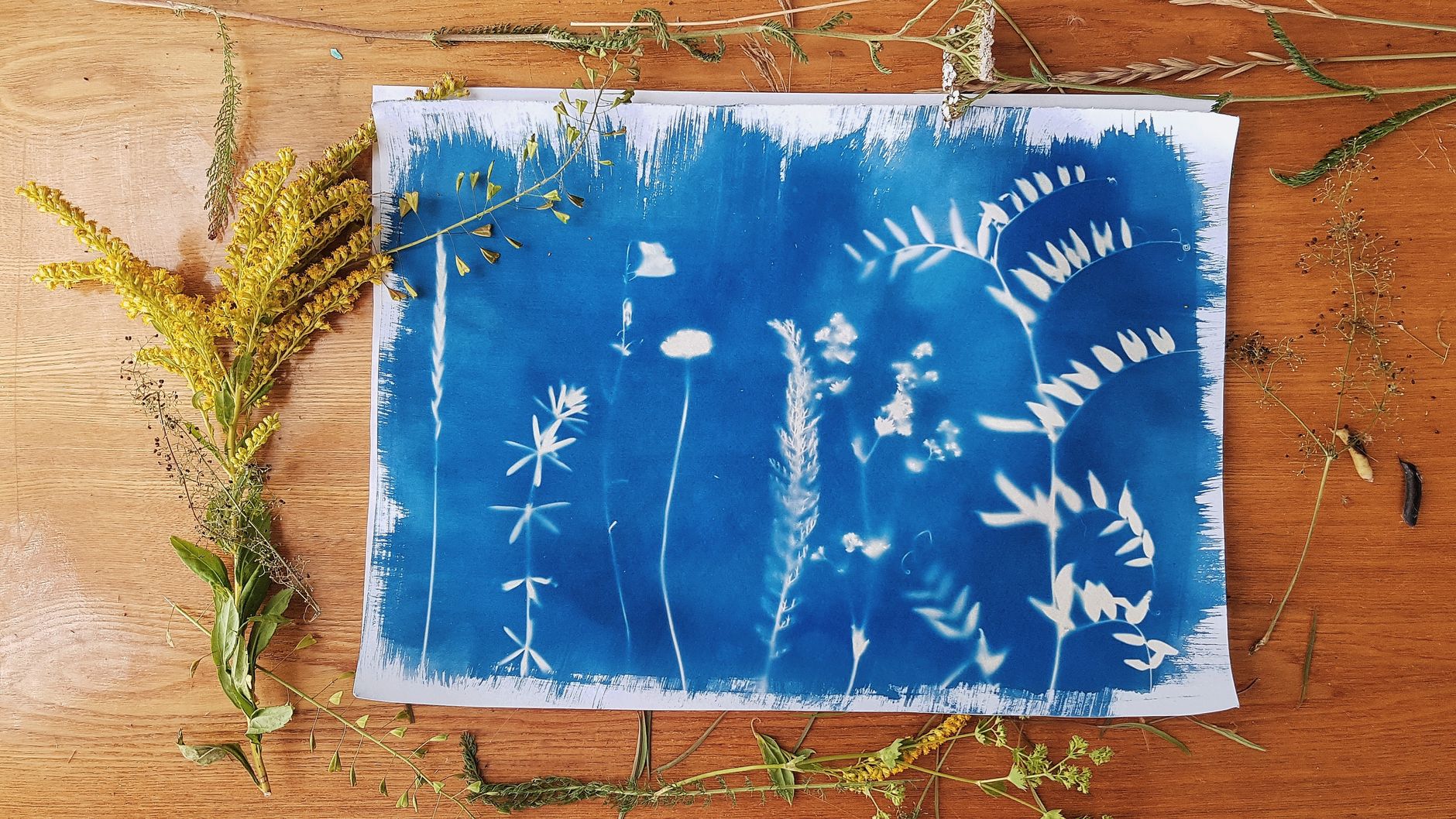 Cyanotype Prints